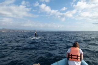  Observação de baleias 